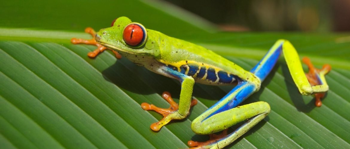 green blue yellow and orange frog on green leaf